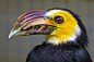 sulawesi tarictic hornbill