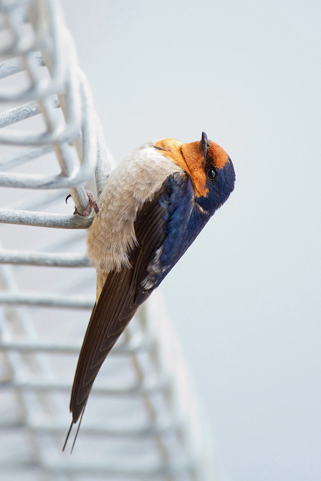 雀形目燕科燕属迎燕