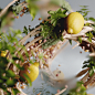 Atelier Cologne :: Behance