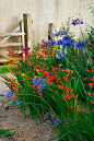 ~~Devon agapanthus: Agapanthus and crocosmia in the nursery by Clive Nichols~~