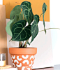 plantas instagramáveis - plantas instagramáveis - plantas instagramáveis - plantas instagramáveis - plantas instagramáveis - https://stealthelook.com.br
