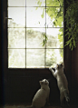 【在一个雨天，安静的老屋书房有一扇透明玻璃的窗，窗台上有一只向外凝视的猫的场景。】