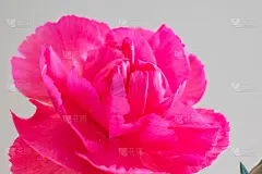 白色背景上的粉红色康乃馨