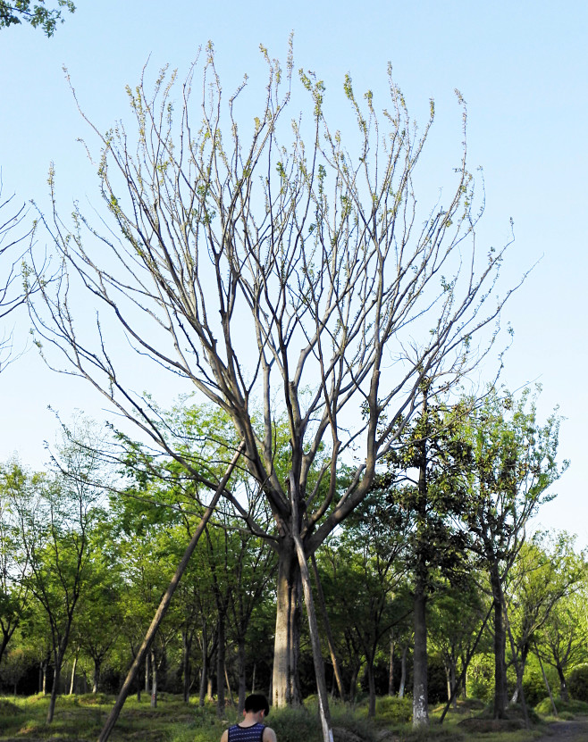 朴树胸径33-35cm