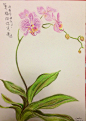 母亲节，麻麻最喜欢的蝴蝶兰，用了新的纸，纹理太粗糙，不过效果还行