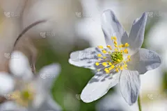 五叶银莲花,欧洲,银莲花,水平画幅,无人,夏天,户外,草,特写,白色