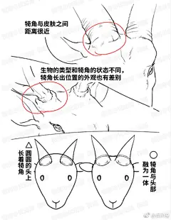 绘画参考 画动物和画怪兽时都能用到的——犄角画法参考！用来画驯鹿的角也适用哟（O网页链接） ​​​​
