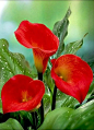 Red Calla Lilies 红色海芋