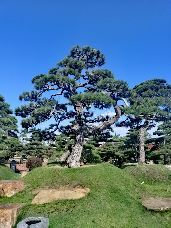 黑松