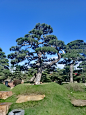 黑松