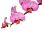 #草类# #植物PNG# #PNG素材# #绿叶# #藤蔓# #叶子PNG# #花朵# #薰衣草# #玫瑰# #花PNG# #荷花素材# #荷叶PNG# #荷花PNG#