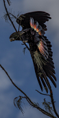 fairy-wren:
“ Black Cockatoo
”