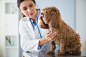Caucasian veterinarian checking heartbeat of dog by Gable Denims on 500px