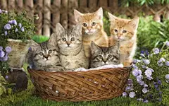 猫和狗桌面壁纸高清_360图片