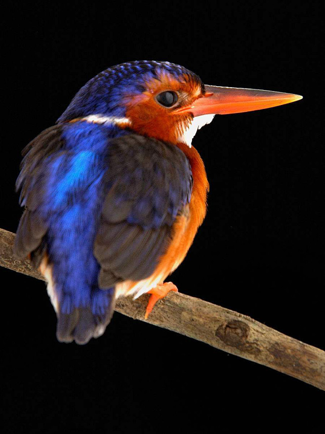 佛法僧目翠鸟科白腹翠鸟