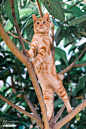 这年我住一楼，正好有个阳台，经常喂养附近的猫猫，这便是其中一只，拍摄了它好多照片，并给它取名黄小旋，因为两侧肚子上有螺旋纹。它可爱和我玩，而且特别喜好爬树，只要稍稍挑逗，它便冲上树去。这天正在树上玩的…