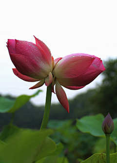 雅慧子≮圣≯采集到群芳争艳