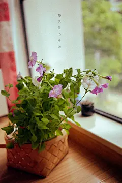 矮牵牛