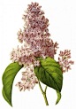 国外手绘植物花朵大全图片 
尺寸：1544x2200 
图片编号：11104-299075