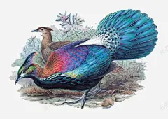 手绘漂亮的花鸟画 花鸟画 装饰画 装饰画素材 鸟类图谱 鸟类插画 鸟类素材 元素 免抠png 设计图片 免费下载 页面网页 平面电商 创意素材