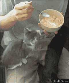 很文艺的猪哥哥采集到小动物