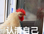 微信 QQ 搞笑 表情包 哈哈 (3057)