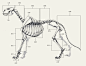 深度绘画好文！9种动物结构一目了然！_设计 : 其实动物的结构和人类的结构基本相同，只是在形状和数量上有所不同。和人类结构的不同之处是马没有锁骨，肩胛直接贴在胸骨的两侧，胸肌直接长在胸骨上。 四肢的结构也不同，马上肢的肱骨比较短，只到胸腔的位置，…