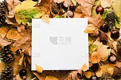秋天的树叶，松果和白纸在上面