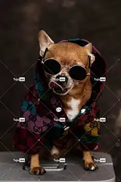 狗 宠物 自然 犬类 美丽的壁纸 动物 背景 太阳镜 越南