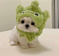 小狗瘾犯了‧₊˚ ​​​​