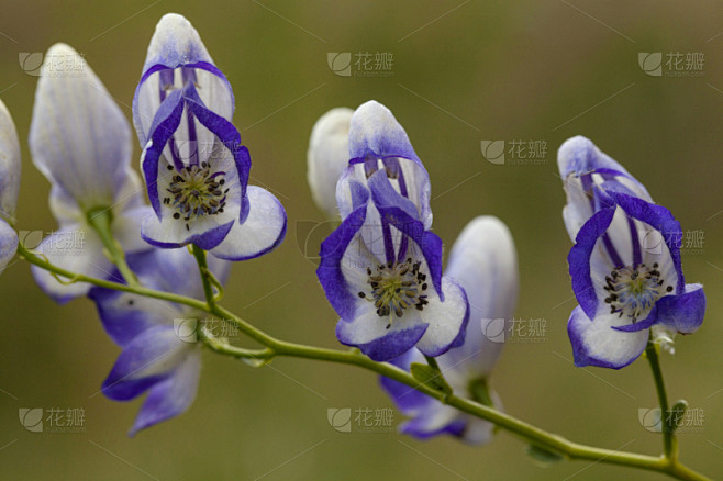 乌头属植物,杂色的,瑞典,图像,多色的,毛茛属植物,花头,无人,2015年,户外