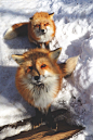 揭秘日本“狐狸村” 遍地动物不怕人 : 据美国boredpanda报道，在日本宫城县白石市，有一个神秘而知名的“狐狸村”。