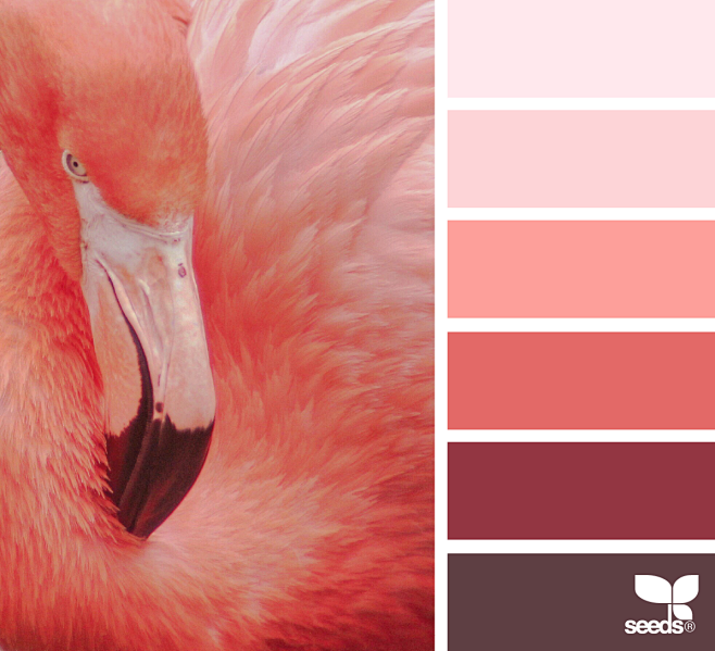 { flamingo hues } im...