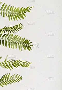 背景,棕榈叶,夏天,白色,蓝色,空的,热带气候,环境保护,健康保健,自然