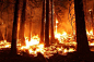 野火, 森林, 火, 救, 烟, 树, 热, 燃烧, 危险, 木材, 火焰