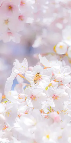 樱花 蜜蜂 手机壁纸