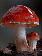 Steve Axford的镜头下的蘑菇（来源:建筑师的非建筑）