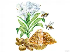 顶级鲜花美食水果手绘插画-挪威Kateryna Savchenko [46P] (44).jpg