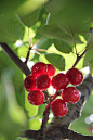 樱桃 （cherries），在广东及香港被直译做“车厘子”。但它不是指个小色红皮薄的中国樱桃，而是产于美国、加拿大、智利等美洲国家的个大皮厚的进口樱桃。中国目前也有车厘子果树的引种，不过还没有形成规模。