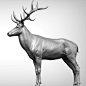 Red Deer Stag (Elk)