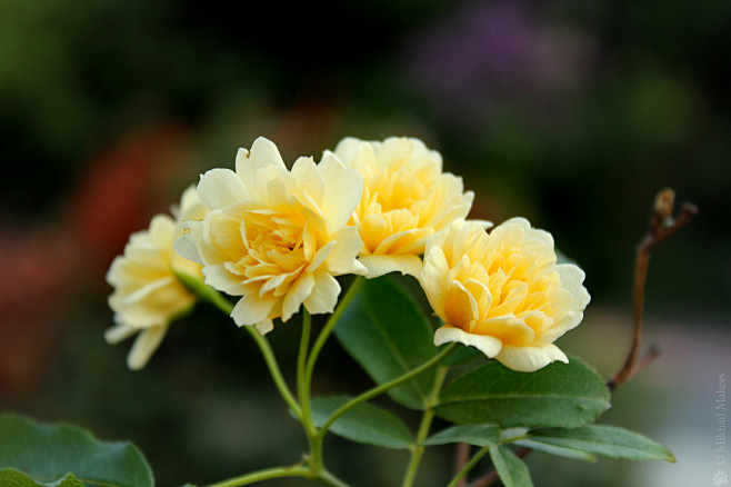 Rosa banksiae f. lutea plena (Lady Banks) — Роза Бэнкса жёлтая (лютеа ...