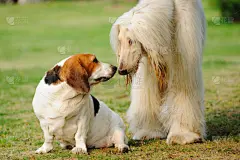 狗,阿富汗猎犬,圣伯纳犬,可爱的,宠物,纯种犬,图像,猎犬
