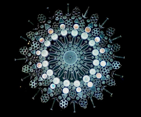 另一个硅藻几何工艺片，由硅藻、海绵骨针、...
