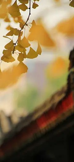 银杏