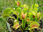 嘀咕 — 收集详情
植物名称：维纳斯捕蝇草

　　拉丁学名：Dionaea muscipula

　　科属：捕蝇草科，维纳斯捕蝇草属

