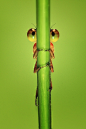nature-madness:
OIO | Uda Dennie
