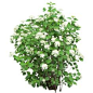 Bush-with-White-Flowers.png
