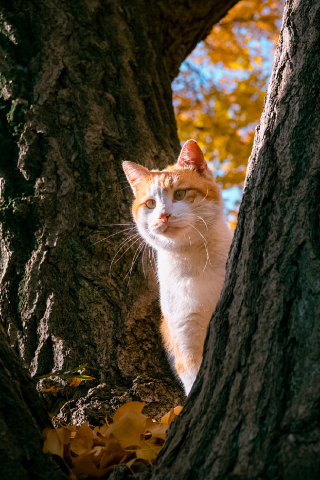 百年古银杏上长橘猫啦！
#一叶知秋#