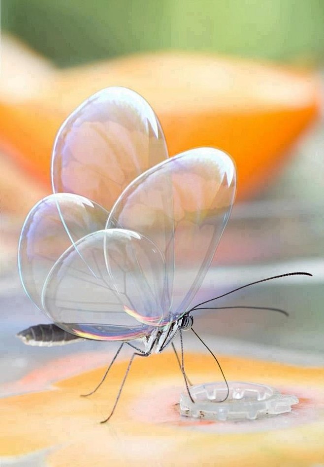 半透明的蝴蝶