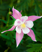 Flower on Behance